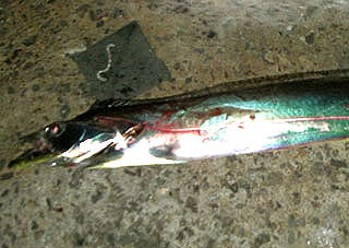 tatiuo2009-6.jpg