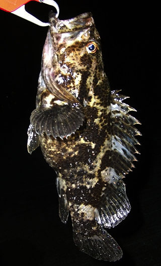 wanokuR6.jpg